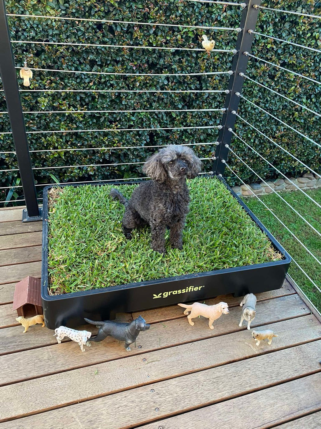 A poodle on the Grassifier on a deck